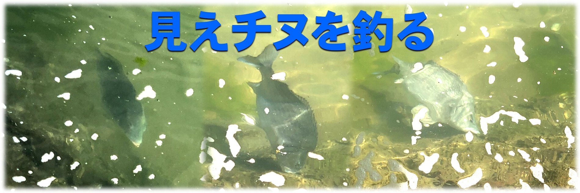 見えチヌ釣り